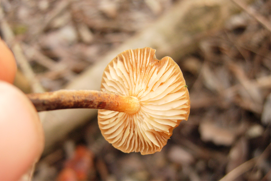 Funghi del bosco golenale